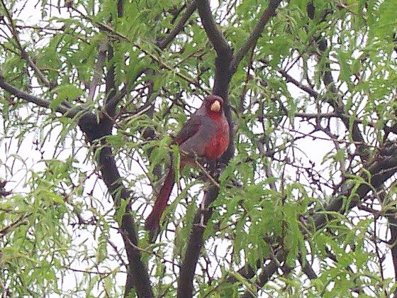 A desert Cardinal sitting in a tree