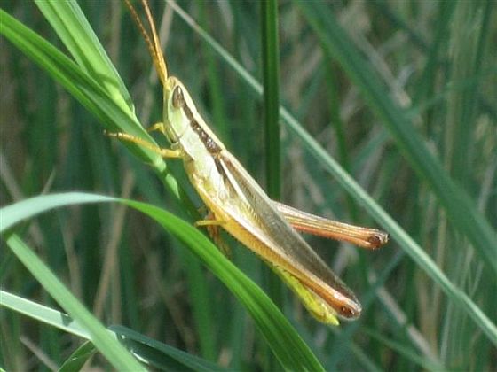 a grasshopper on a piece of grass