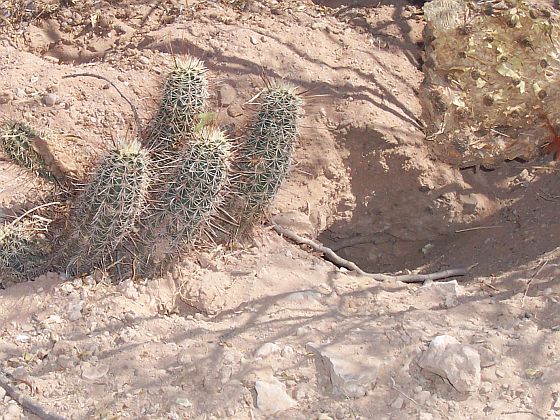a hole dug by rodents beside a cactus plant