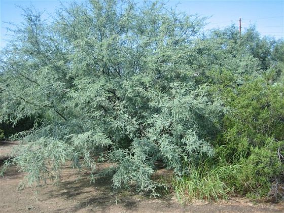 Mesquite Tree and Creosote bush