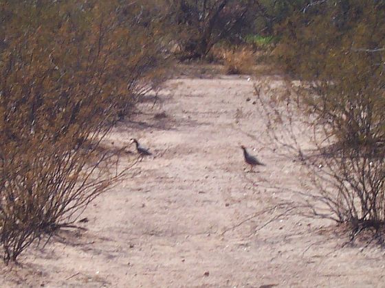 A pair of quail running between the bushes.