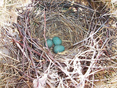three blue eggs in a nest