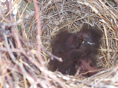 three small fuzzy black chicks in nest