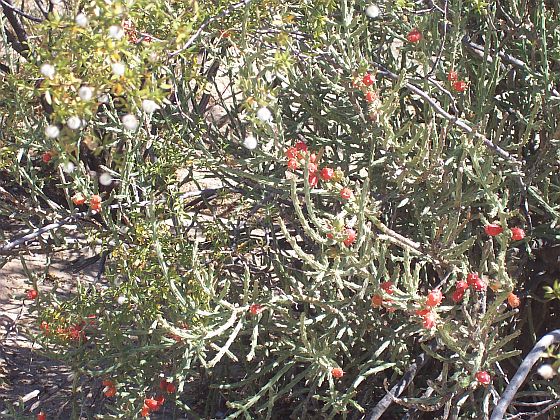 Christmas cholla showing red and white flowers