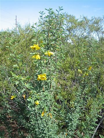 tall bush with yellow glowers