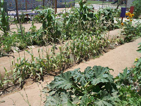 Garden with brussel sprouts and zuchinni 
