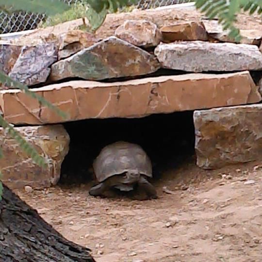 tortoise inside his rock home away from the sun 