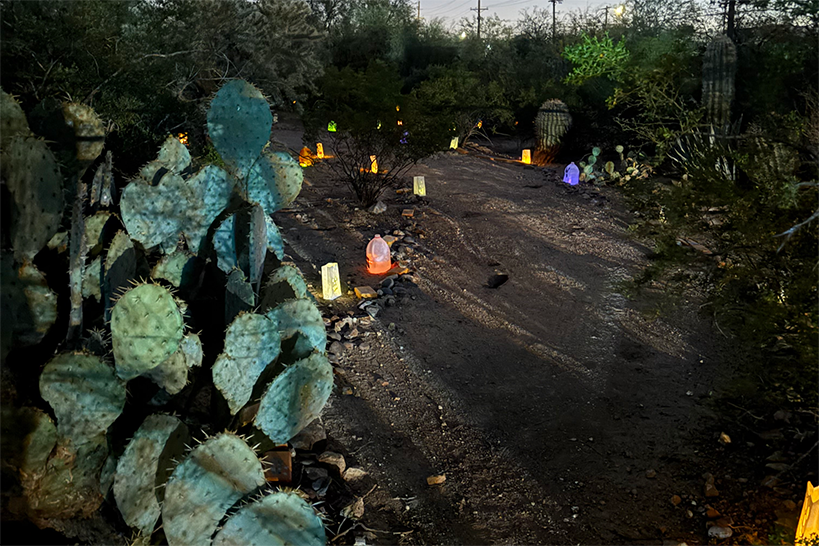 A desert pathway lined with prickly pear cactus and lanterns at night