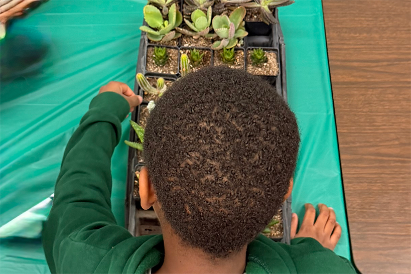 A boy touches some succulent plants