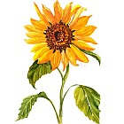 Sunflower Room Logo