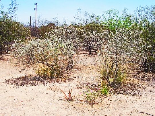 Desert environment in Borton's Environmental Learning Lab