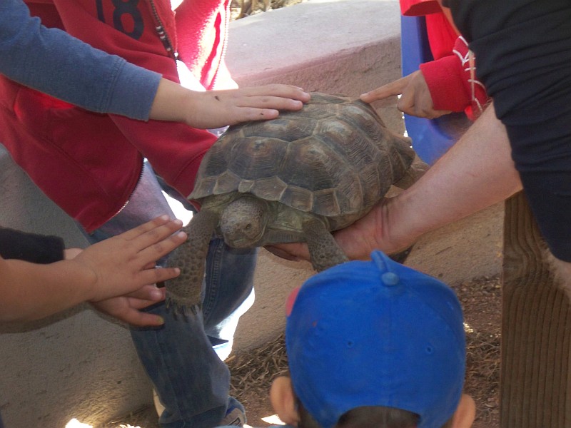 students petting A desert tortoise