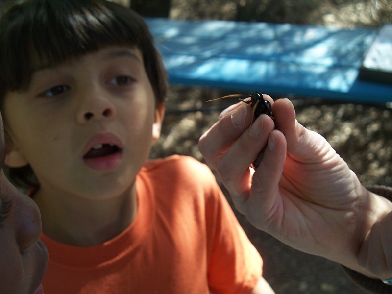 a student looking at A Madagascar hissing cockroach